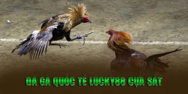 Đá gà quốc tế Lucky88 cựa sắt