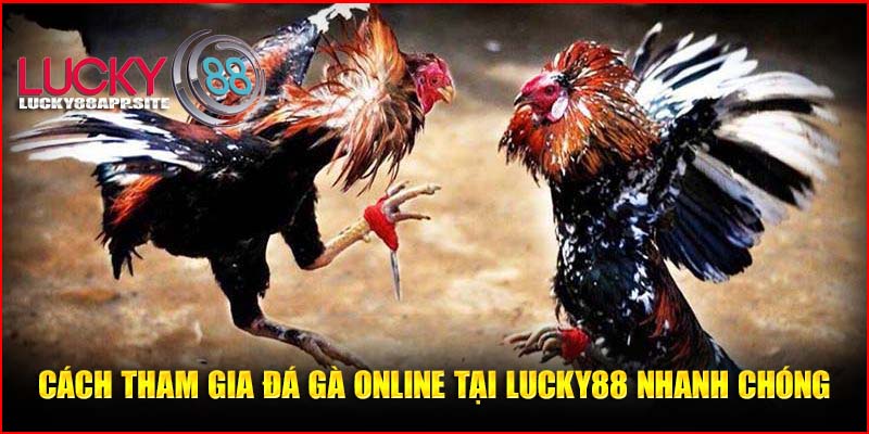 Cách tham gia đá gà online tại Lucky88 nhanh chóng