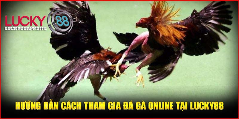 Hướng dẫn cách tham gia đá gà online tại Lucky88