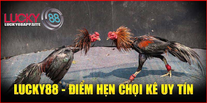    Lucky88 - Điểm hẹn chọi kê uy tín 