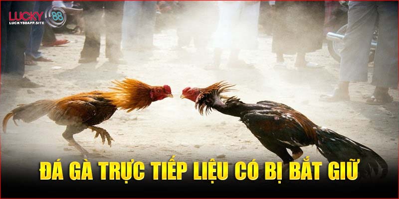 Giải đáp chơi đá gà trực tuyến liệu có bị bắt giữ