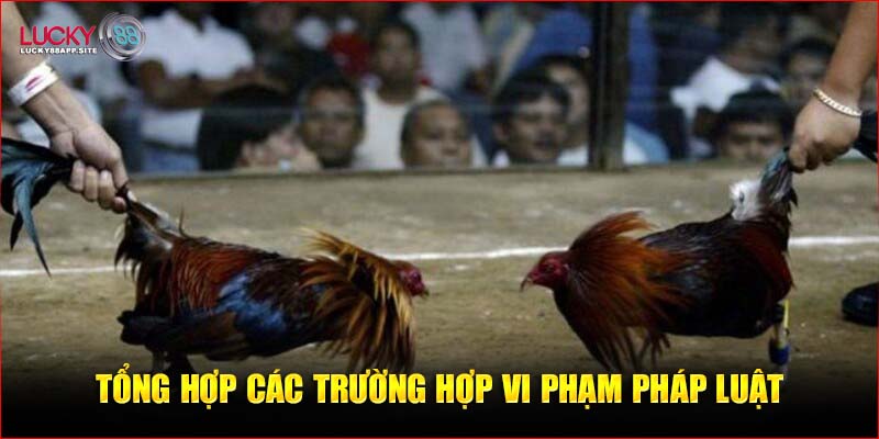 Tổng hợp các trường hợp chơi đá gà phạm pháp và bị bắt