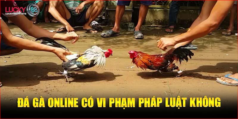 Đá gà online có vi phạm pháp luật hay không?