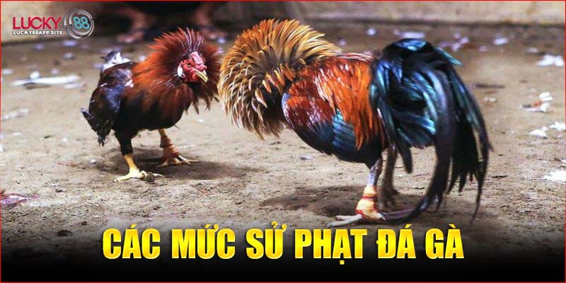 Các mức xử phạt với đá gà online có vi phạm pháp luật