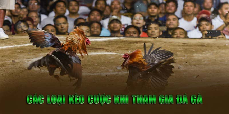 Các loại kèo cược khi tham gia đá gà