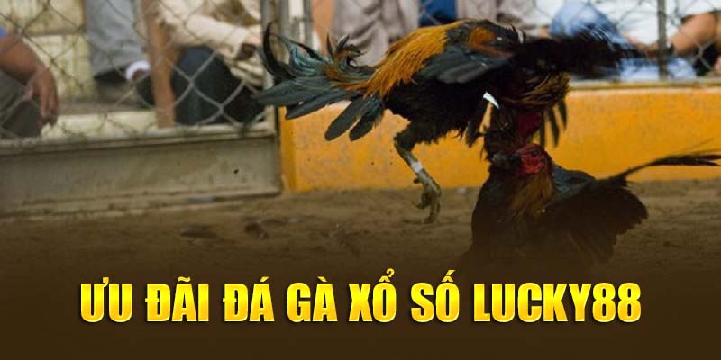 Đá gà xổ số Lucky88 mang đến nhiều ưu đãi chất lượng 