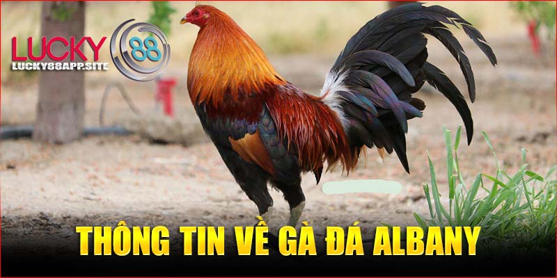  Thông tin về gà đá Albany