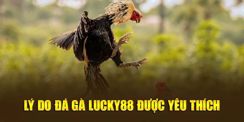 Tìm hiểu lí do mà bộ môn đá gà của Lucky88 thu hút đông đảo khách hàng 