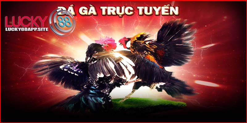 Đá gà trực tuyến tại Lucky88: đa dạng, hấp dẫn, an toàn.