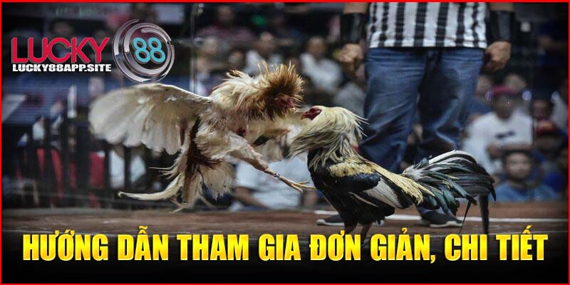 Đá gà online Lucky88: Hướng dẫn tham gia đơn giản, chi tiết