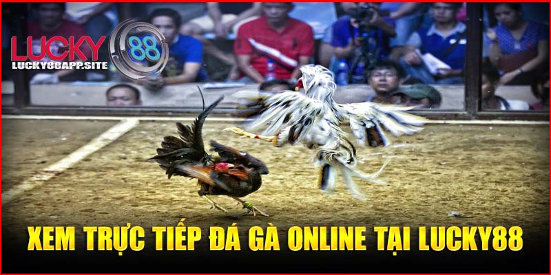 Xem trực tiếp đá gà online tại Lucky88: Chất lượng cao đỉnh