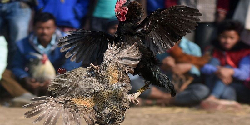 Những nét chính về đá gà trực tiếp